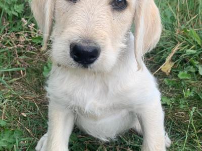 Cute Friendly Labradoodle puppies in Wexford