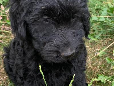 Cute Friendly Labradoodle puppies in Wexford
