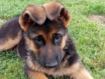 German Shepherd puppies in Tipperary