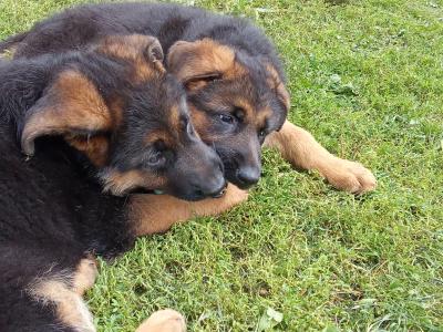 German Shepherd puppies in Tipperary