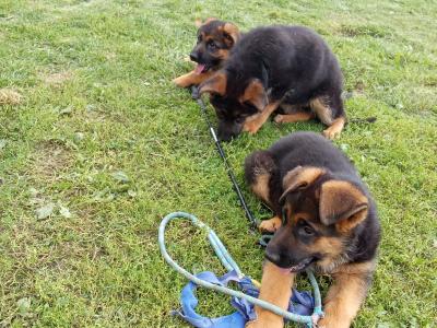 German Shepherd puppies in Tipperary