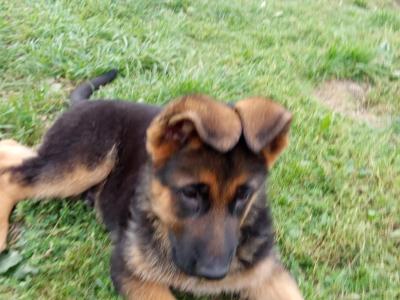 German Shepherd puppies in Tipperary
