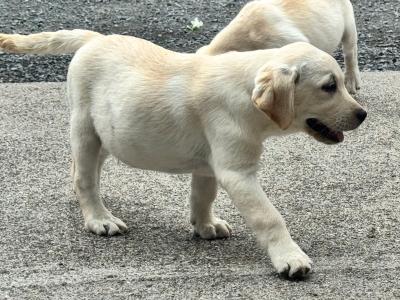 Champion Style IKC Registered Labrador puppies in Tipperary