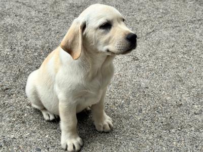 Champion Style IKC Registered Labrador puppies in Tipperary