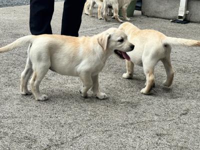 Champion Style IKC Registered Labrador puppies in Tipperary