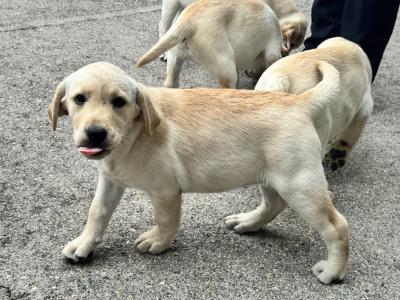 Champion Style IKC Registered Labrador puppies in Tipperary