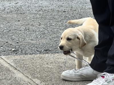 Champion Style IKC Registered Labrador puppies in Tipperary