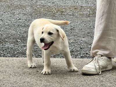 Champion Style IKC Registered Labrador puppies in Tipperary
