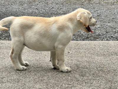 Champion Style IKC Registered Labrador puppies in Tipperary