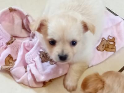 Beautiful female Chihuahua puppy for sale,other puppies ready soon