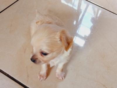 Beautiful female Chihuahua puppy for sale,other puppies ready soon