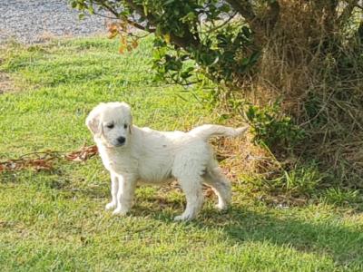 Beautiful litter of F1 Golden doodle puppies. Health checked with certificate.e