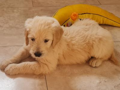 Beautiful litter of F1 Golden doodle puppies. Health checked with certificate.e