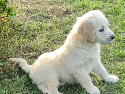Beautiful litter of F1 Golden doodle puppies. Health checked with certificate.e