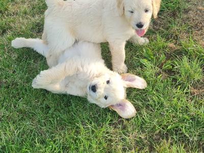 Beautiful litter of F1 Golden doodle puppies. Health checked with certificate.e
