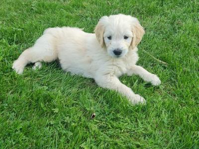 Beautiful litter of F1 Golden doodle puppies. Health checked with certificate.e