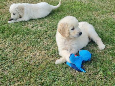 Beautiful litter of F1 Golden doodle puppies. Health checked with certificate.e