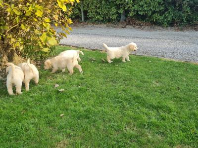 Beautiful litter of F1 Golden doodle puppies. Health checked with certificate.e