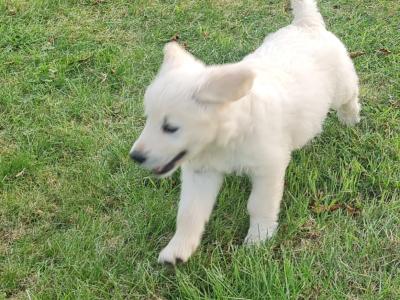 Beautiful litter of F1 Golden doodle puppies. Health checked with certificate.e