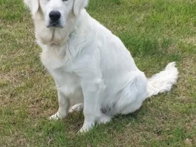 Beautiful litter of F1 Golden doodle puppies. Health checked with certificate.e