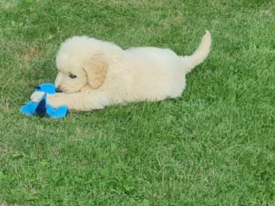 Beautiful litter of F1 Golden doodle puppies. Health checked with certificate.e
