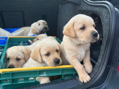 Crimlin Labrador puppies in Mayo