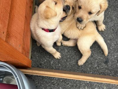 Crimlin Labrador puppies in Mayo