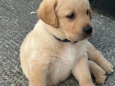 Crimlin Labrador puppies in Mayo
