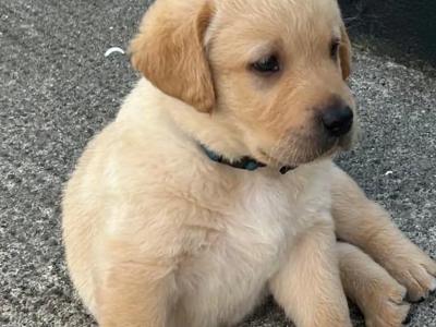 Crimlin Labrador puppies in Mayo