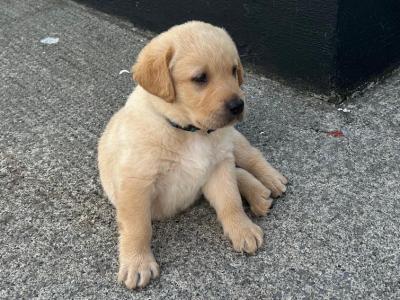Crimlin Labrador puppies in Mayo