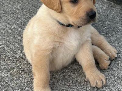 Crimlin Labrador puppies in Mayo