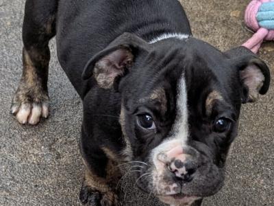 Old English Bulldog puppies in Sligo