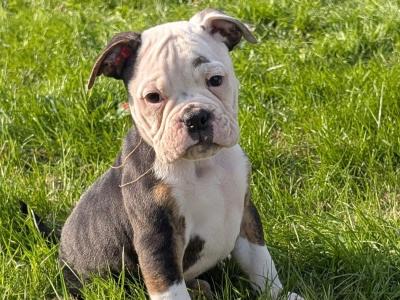 Old English Bulldog puppies in Sligo