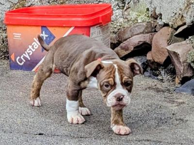 Old English Bulldog puppies in Sligo