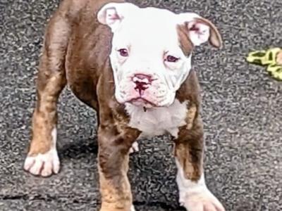 Old English Bulldog puppies in Sligo