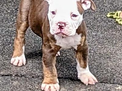 Old English Bulldog puppies in Sligo