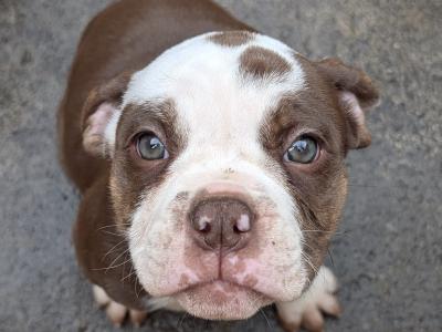 Old English Bulldog puppies in Sligo