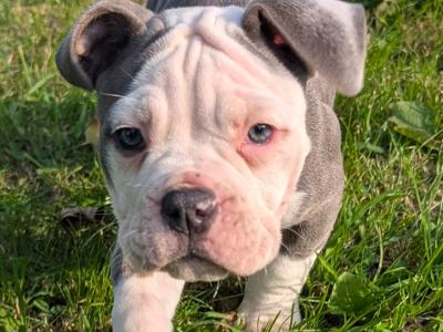 Old English Bulldog puppies in Sligo
