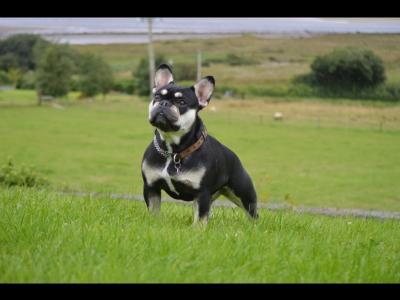 KC Registered(pending) French Bulldog puppies in Donegal