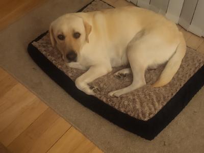Crimlin Labrador puppies in Mayo