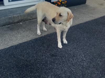 Crimlin Labrador puppies in Mayo