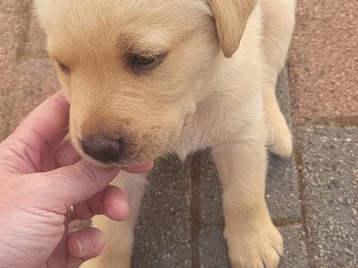 Crimlin Labrador puppies in Mayo