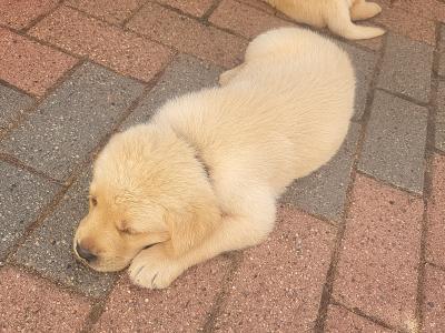 Crimlin Labrador puppies in Mayo