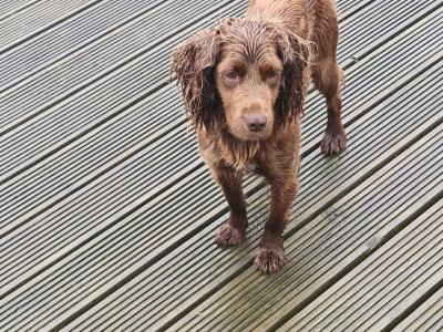 Cocker Spaniel puppies for sale