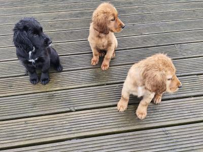 Cocker Spaniel puppies for sale