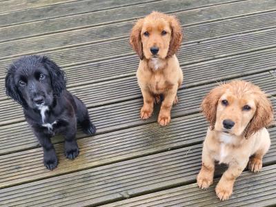 Cocker Spaniel puppies for sale