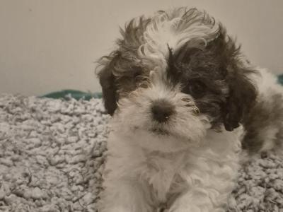 Beautiful litter of Shihcon (teddy bear) puppies in Longford