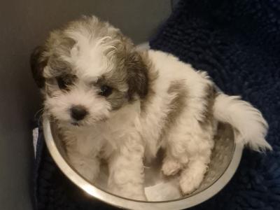 Beautiful litter of Shihcon (teddy bear) puppies in Longford