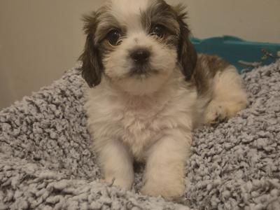 Beautiful litter of Shihcon (teddy bear) puppies in Longford