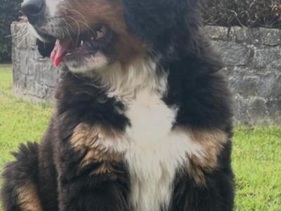 IKC Registered Bernese Mountain Dog puppies in Kilkenny